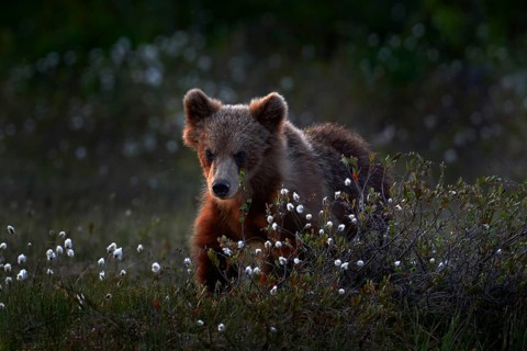 Cute young brown bear cub on the cotton grass, summer season in Finland taiga. Lost bear baby