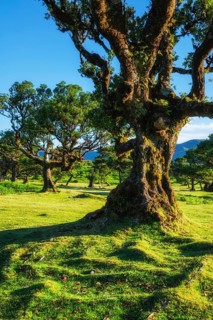 Centuries-old til trees in fantastic magical idyllic Fanal Laurisilva forest on sunset. Madeira