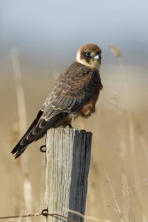 Australian Hobby (Falco longipennis) juvenile perched on a pale, Victoria, Australia