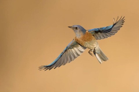 Western Bluebird (Sialia mexicana) flying, California, USA