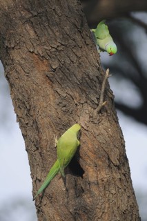 Rose-ringed Parakeet (Psittacula krameri), Keoladeo National Park, India