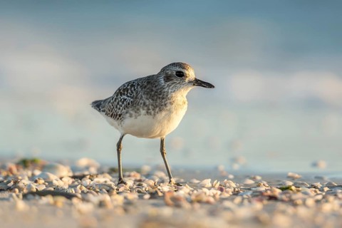 Grey Plover (Pluvialis squatarola), Texas, USA