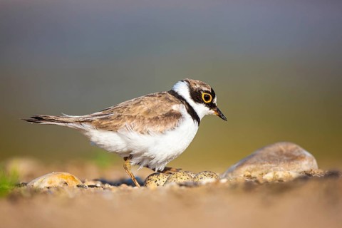 Little Ringed Plover (Charadrius dubius) male at nest with eggs, North Rhine-Westphalia, Germany
