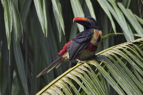 Fiery-billed Aracari (Pteroglossus frantzii), Costa Rica