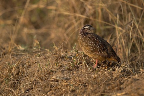 Crested Francolin (Dendroperdix sephaena), Semuliki National Park, Uganda