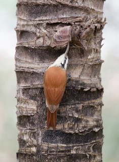 Narrow-billed Woodcreeper (Lepidocolaptes angustirostris) climbing up tree trunk, Pantanal, Brazil
