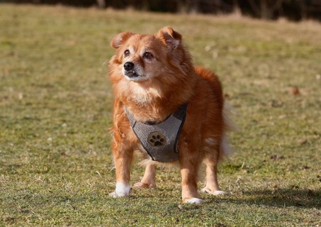 Chihuahua-Spitz crossbreed (Canis lupus familiaris), standing from the front on the meadow, North