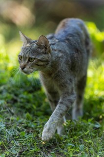 A wildcat walking through the green grass, wildcat (Felis silvestris), Germany
