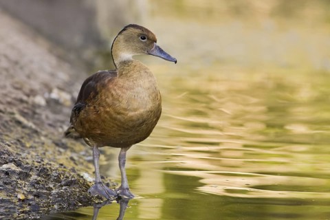 Fulvous Whistling Duck (Dendrocygna bicolor), Arizona, USA