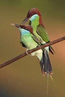 Blue-throated Bee-eater (Merops viridis) pair, Penang, Malaysia