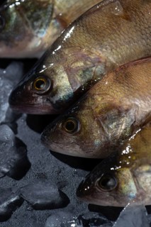 Close up of fresh perch on ice, emphasizing freshness and quality. The glistening fish scales and