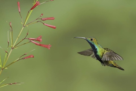 Black-throated Mango (Anthracothorax nigricollis), Trinidad and Tobago