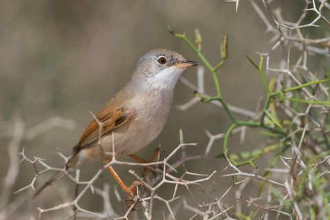 Spectacled Warbler - Brillengrasmücke - Sylvia conspicillata ssp. conspicillata, Morocco, 2nd cy