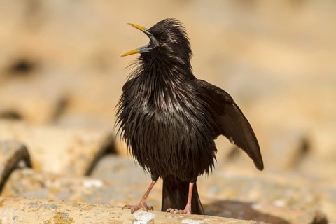 Spotless Starling (Sturnus unicolor) at coursthip display, Castile-La Mancha, Spain