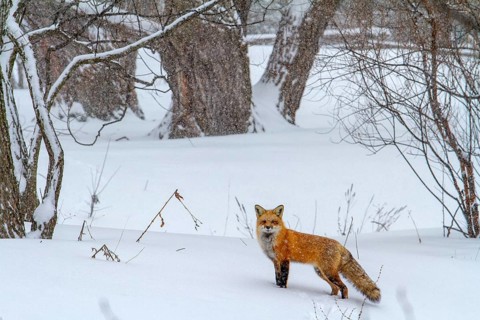 Red fox (vulpes vulpes) walking in the botanical garden, Montreal botanical garden, province of
