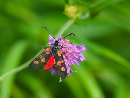 Blood droplet (Zygaena transalpina)