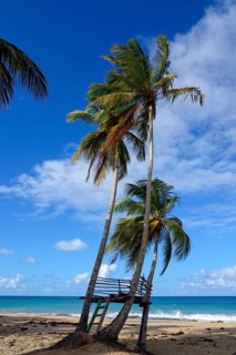 Three palm trees on a sandy beach with a ladder, surrounded by blue sky and ocean waves, Limon