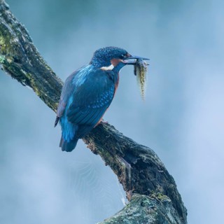 Kingfisher (Alcedo atthis) sitting on an old branch, perch with tadpole prey in its beak, Lower