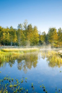 The first rays of sunlight bathe the birch forest and grasses in a warm light, clouds of mist drift
