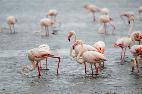Pink flamingo (Phoenicopterus roseus) in a lagoon, Walfish Bay, Erongo, Namibia