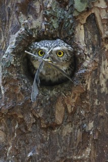 Eurasian Pygmy Owl (Glaucidium passerinum), Bavaria, Germany