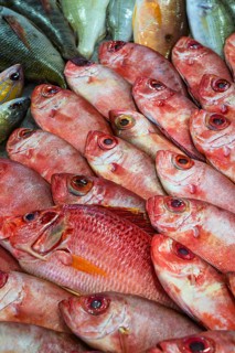 Red Sea Fish, Fish Market in Hurghada, Egypt