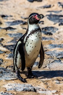 Penguins in Guinate Tropical Park, Lanzarote, Canary Islands, Spain