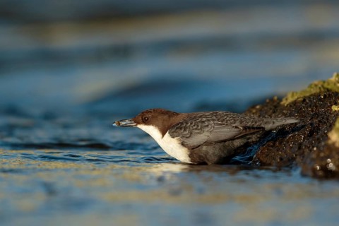 Zwartbuikwaterspreeuw vangt een klein kreeftje, Black-bellied Dipper catches a tiny lobster