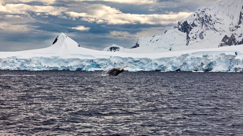 A whale splashes out of the water, accompanied by a majestic ice landscape in the background,