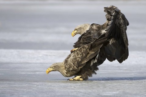 White-tailed Eagle (Haliaeetus albicilla) pair mating, Mecklenburg-Western Pomerania, Germany