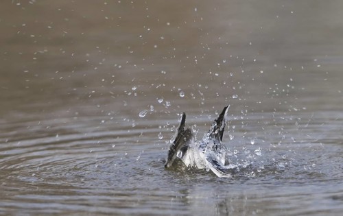 White Wagtail (Motacilla alba), Saxony, Germany