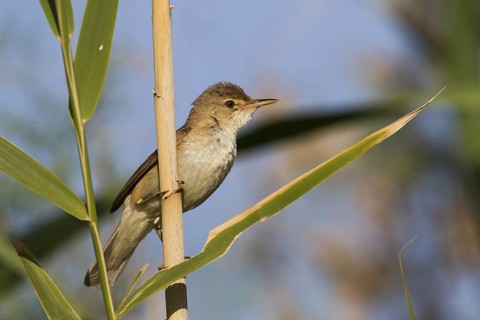 Eurasian Reed Warbler (Acrocephalus scirpaceus fuscus) perched in reeds, Cyprus