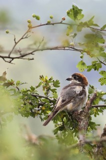 Woodchat Shrike (Lanius senator) male, Bavaria, Germany