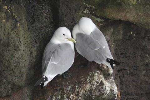 Black-legged Kittiwake (Rissa tridactyla), Alaska, USA