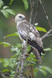 Changeable Hawk-Eagle (Nisaetus cirrhatus), Sri Lanka