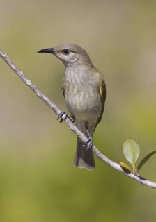 Brown Honeyeater (Lichmera indistincta), Queensland, Australia