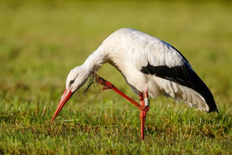 White Stork (Ciconia ciconia) scratching, North Rhine-Westphalia, Germany