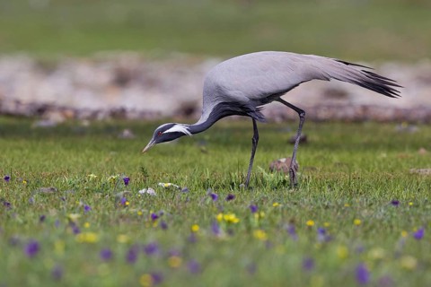 Demoiselle Crane (Grus virgo) foraging, Lake Hovsgol, Mongolia