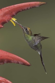 White-whiskered Hermit (Phaethornis yaruqui), Ecuador