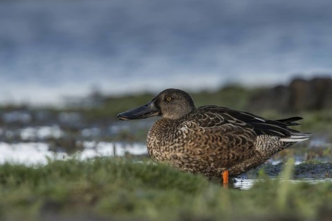 Northern Shoveler (Spatula clypeata) male, Schleswig-Holstein, Germany