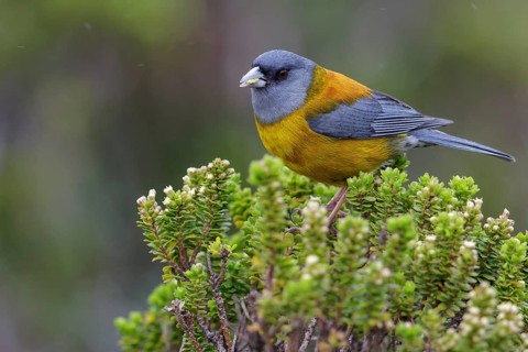 Patagonian Sierra-Finch (Phrygilus patagonicus) perched on a branch in Chile
