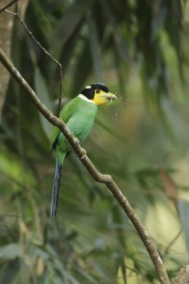Long-tailed Broadbill (Psarisomus dalhousiae), Kaeng Krachan, Thailand