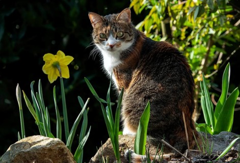 Cat, European Shorthair, domestic cat (Felis catus), tricoloured, sitting among flowers,