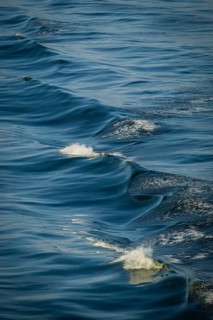 Waves, sea, Baltic Sea