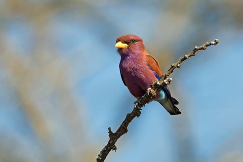Broad-billed Roller (Eurystomus glaucurus) perched on a branch, Uganda