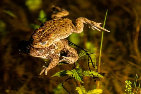 Two natterjack toads (Bufo calamita) mating in the water surrounded by plants, the female dragging