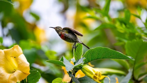 Olive-bellied Sunbird (Cinnyris chloropygius) on take-off, Mgahinga Gorilla National Park, Western