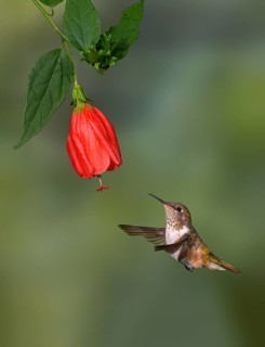 Female Volcano Hummingbird (Selasphorus flammula) San Gerrardo de Dota, Costa Rica