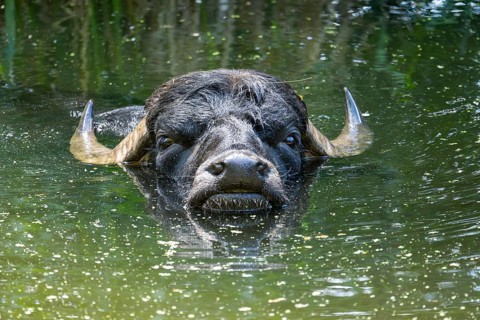 Water buffalo (Bubalus bubalis) in a little lake taking a bath, Bavaria, Germany