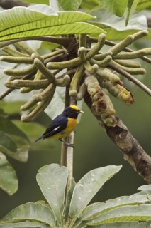 Orange-bellied Euphonia (Euphonia xanthogaster) male, Ecuador